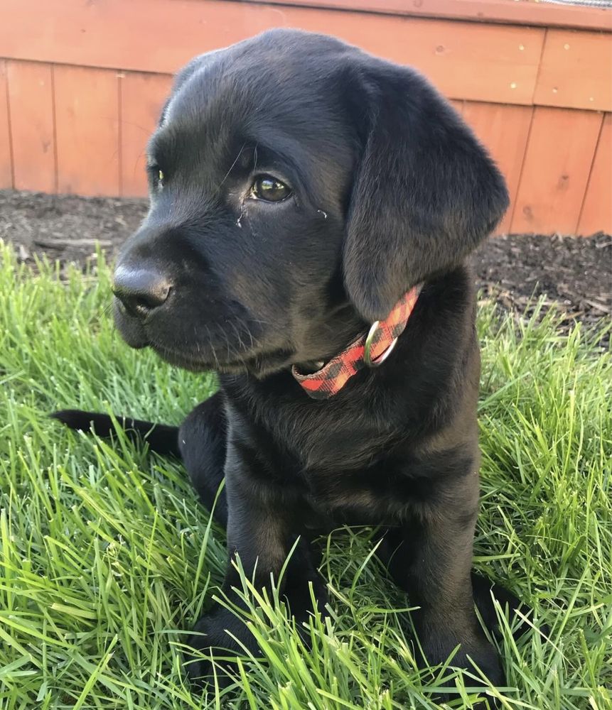 Labrador retriever negru