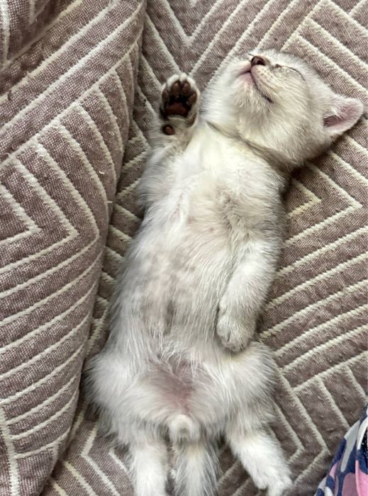 Продаётся кошка порода Серебристый шиншила