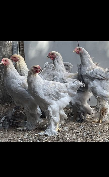 Реализуется инкубационное яйцо, цыплята, петухи, куры.