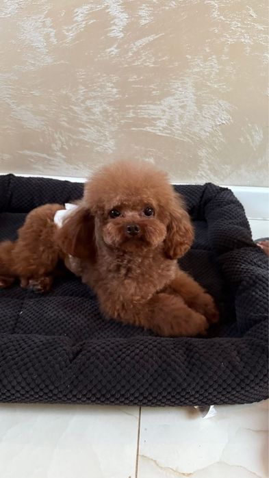 Малки сладури пудел той