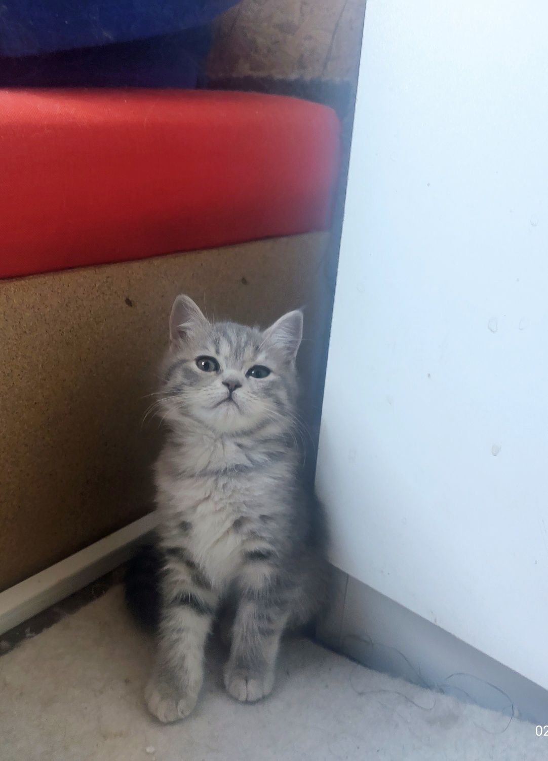 Британски и шотландски котенца