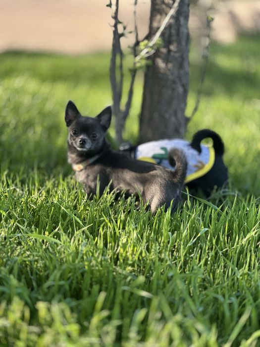 К продаже готовятся чистокровные МИНИ Чихуахуа