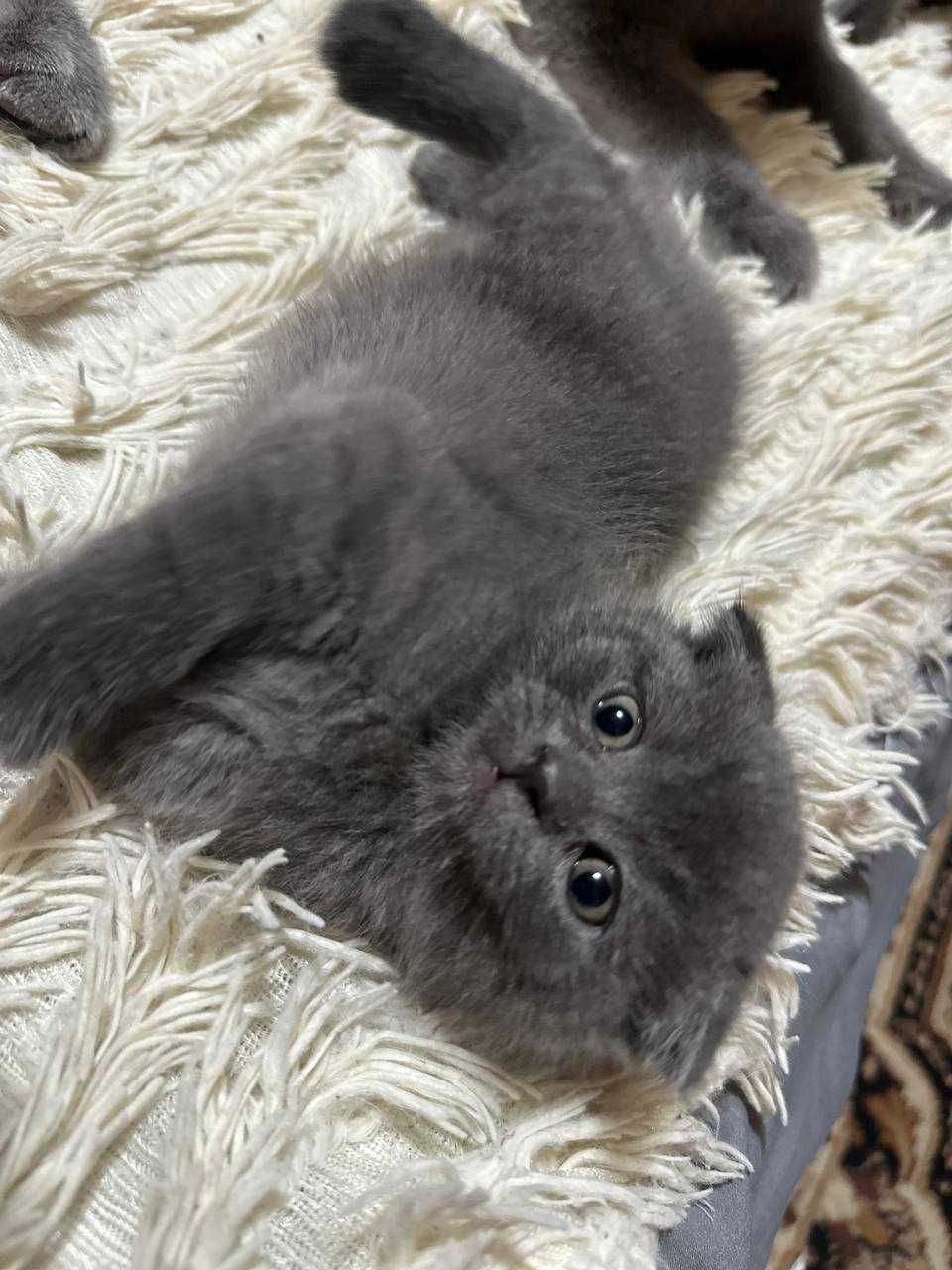 Продажа чистокровных котят скотиш фолд и страйд!)