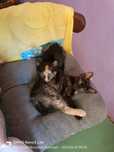 Adoptie 2 pui de pisica Calico 2 Fete și un băiat Pisica neagra