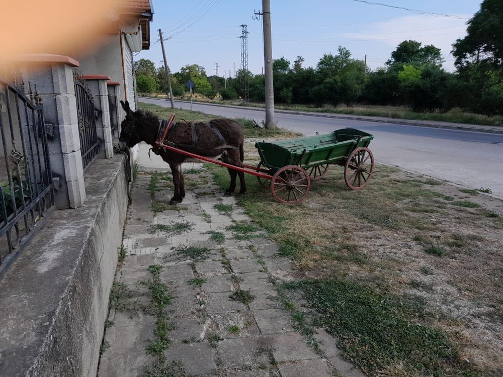 Мъжко магаре за работа
