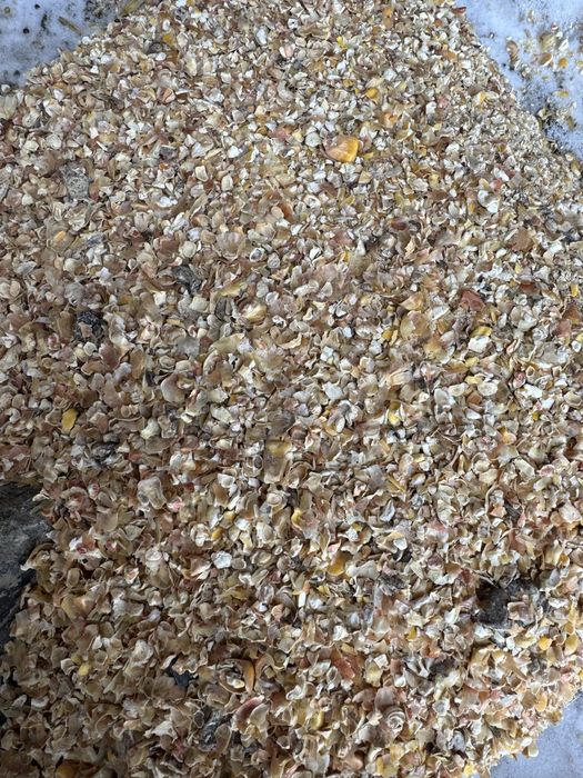 Продам кукурузу дробленую