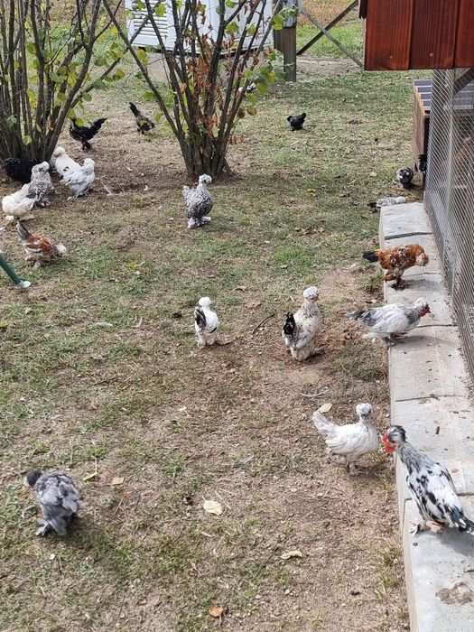 Бреговска джинка