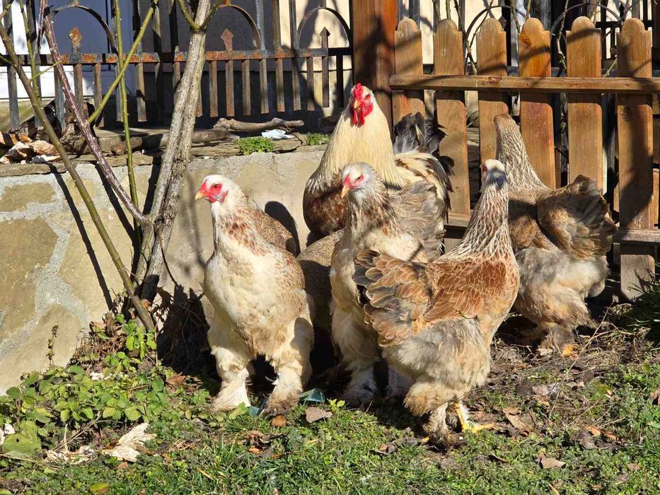 Vând ouă de reproducție Brahma diferite culori