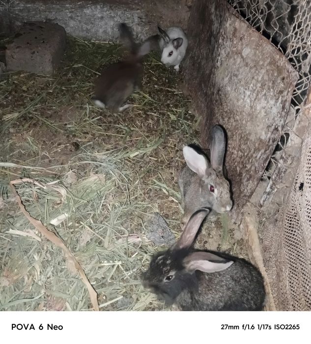Quyonlar bor sotiladi 7ta bolasi bilan
