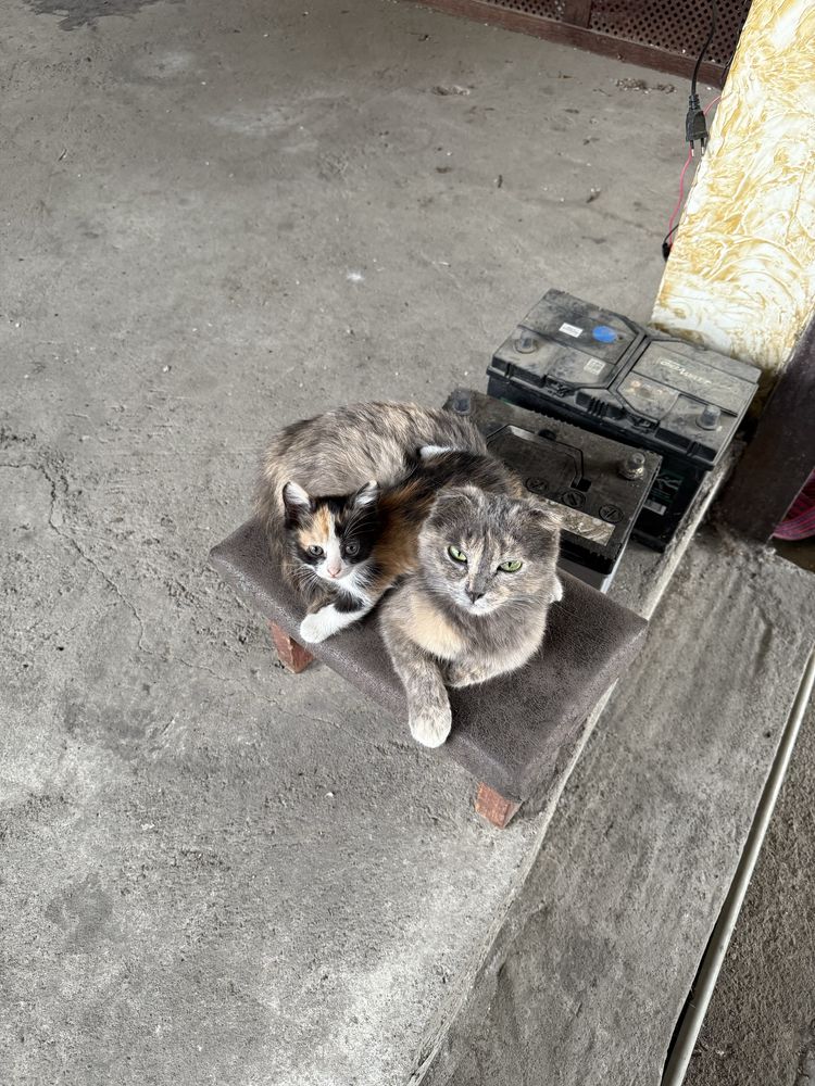 отдам котенка в добрые руки