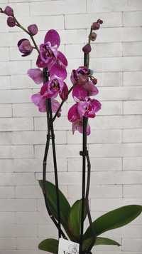 Продам орхидеи сортовые