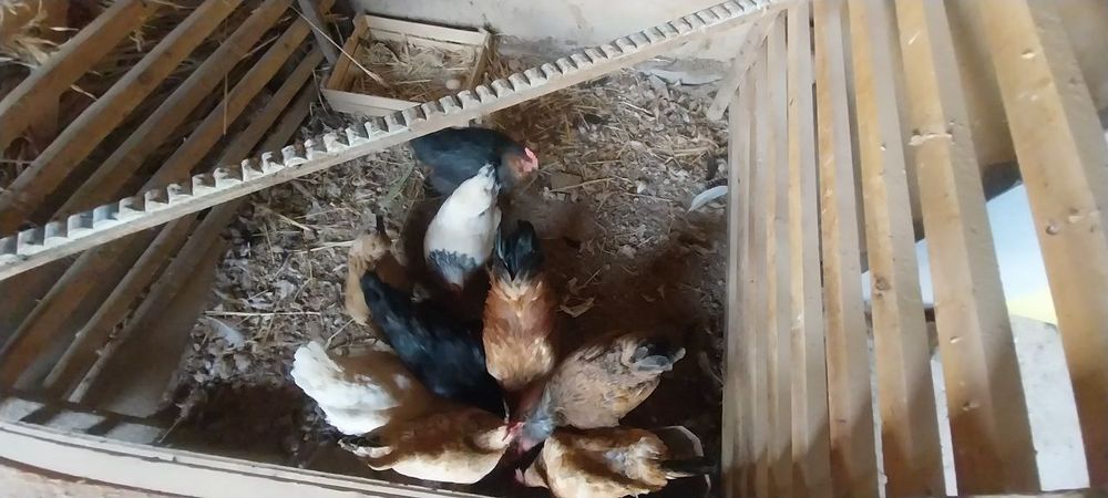 Uy tovuqlari sotiladi