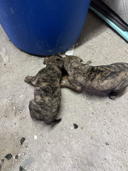 Кученца Преса Канарио