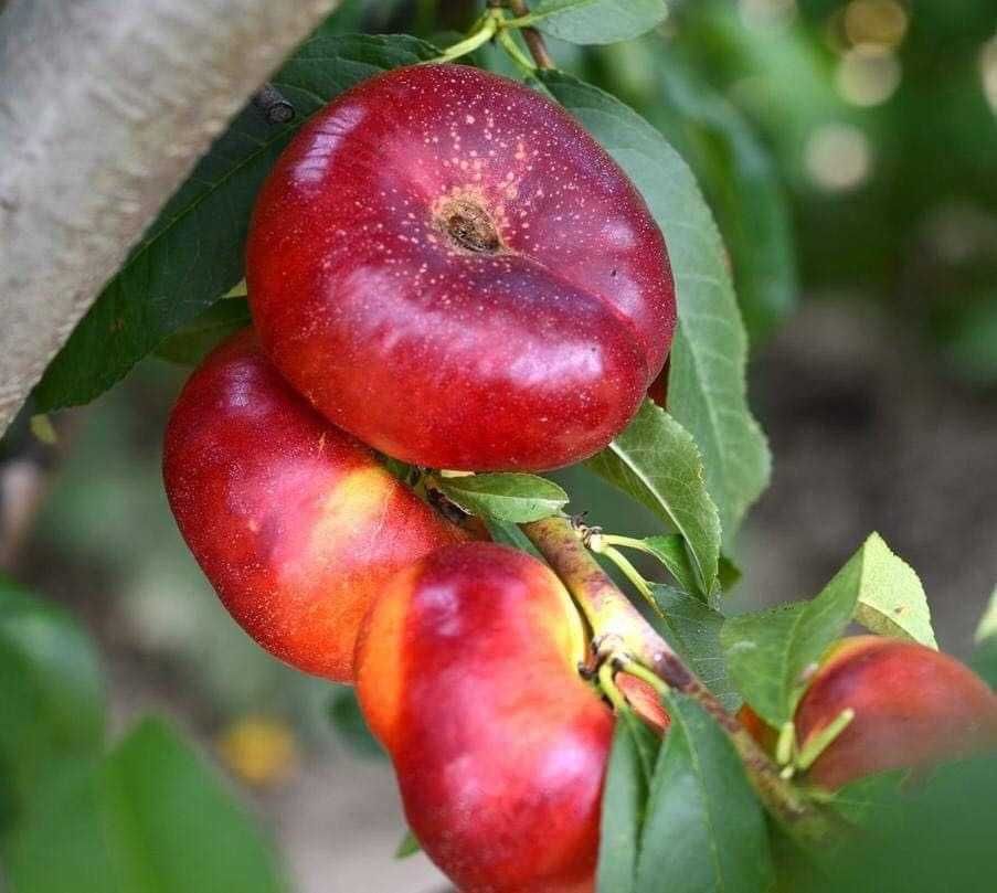 Pomi fructiferi, Paulownia inradacinata, Livrare RO.