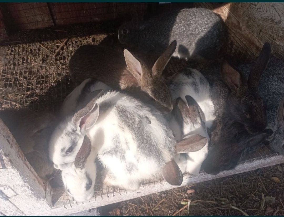 Продам кроликов  породистых