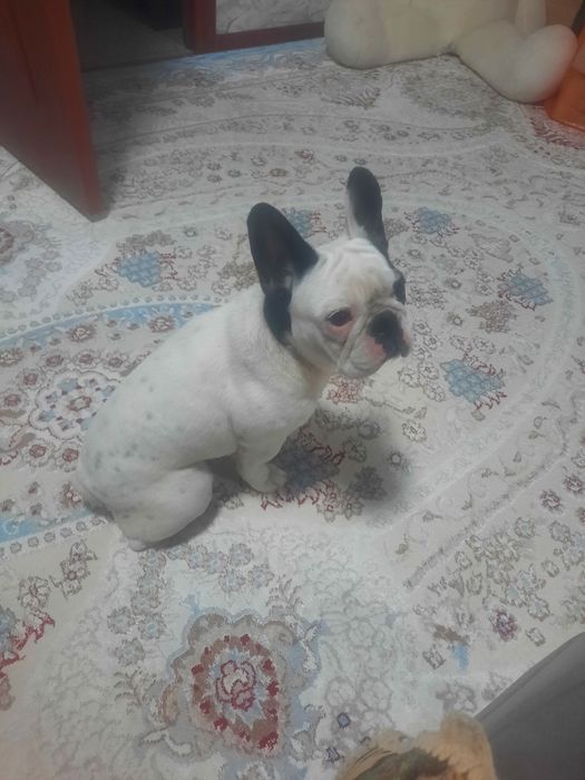 Продам Французского Бульдога