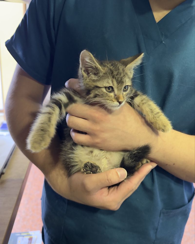 Котенок в ответственные руки