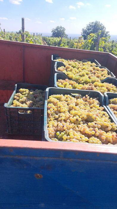 Struguri de vin  Fetească Fragă alba Muscat Hamburg Merlot
