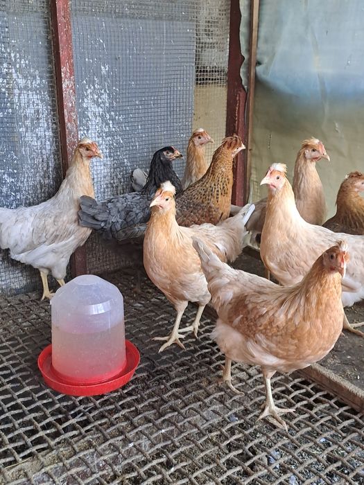 Puicute de casa de vanzare