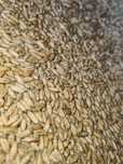 Triticale de anul acesta!