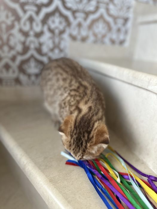 Британски котета