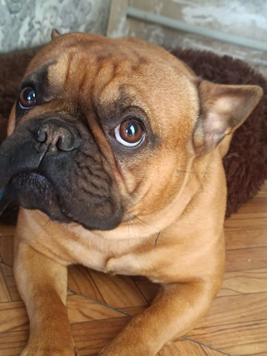 Ищем девочку для вязки.