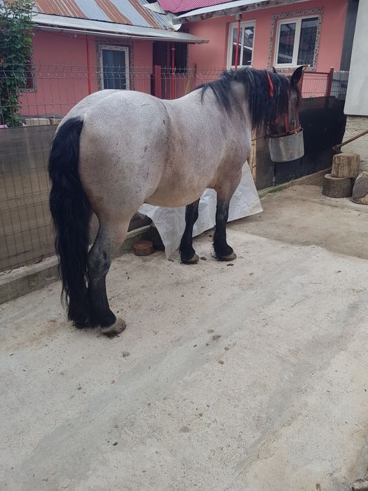 Vând  cal în vârstă de 4 ani