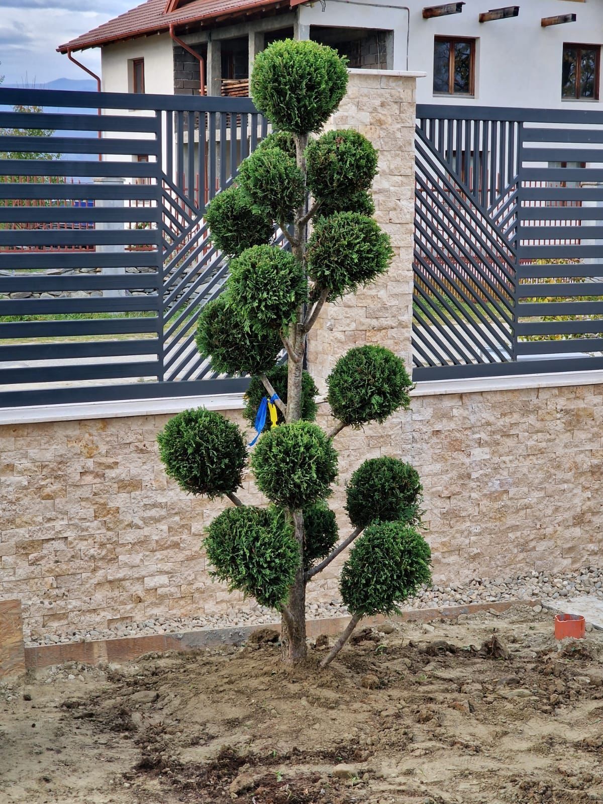 Vindem plante ornamentale