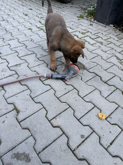 Donez puiuti (fetita) malinois