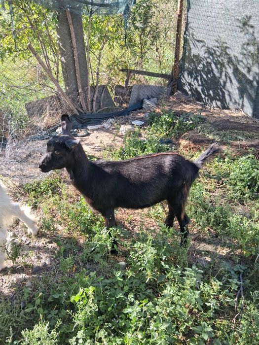 Vând Ieduta de 5 luni  și tap de 5 luni