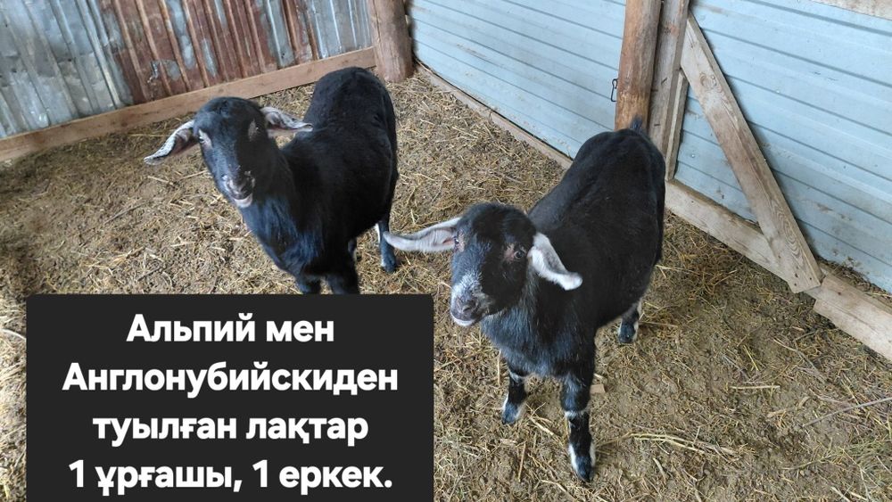 Сүтті ешкілер сатылады.