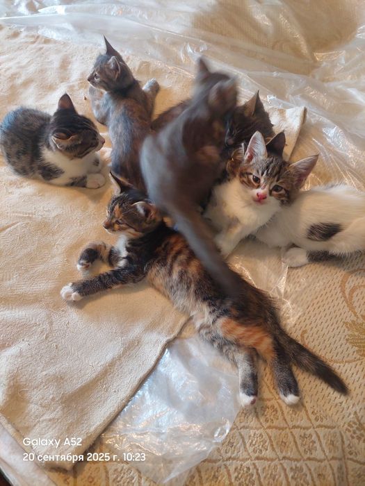 Котята в добрые руки