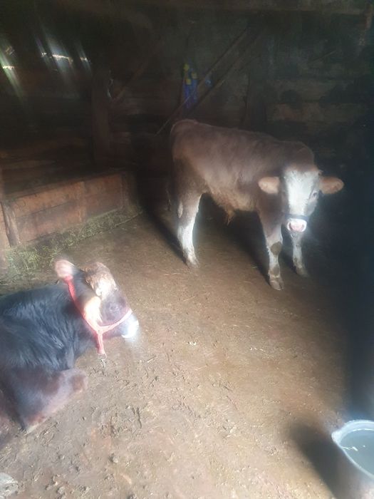 De vânzare ce se vede