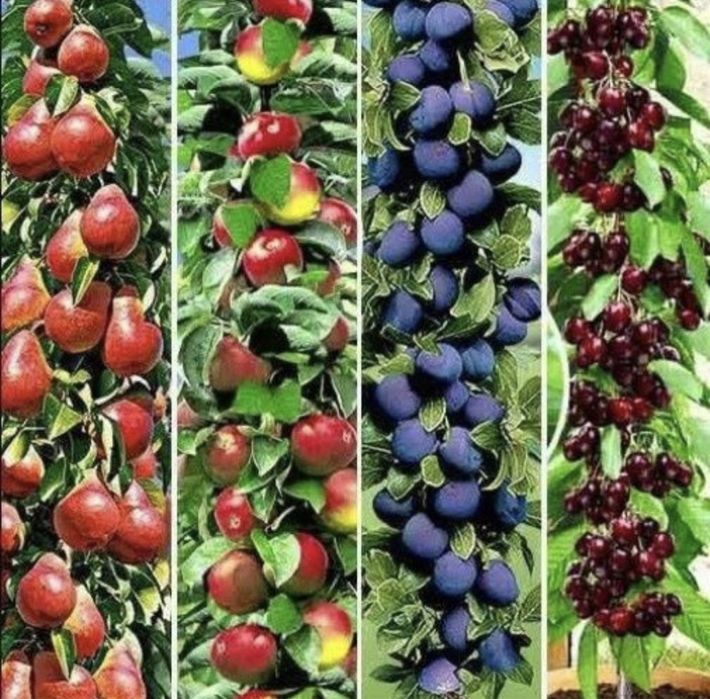 Pomi fructiferi columnari diferite soiuri