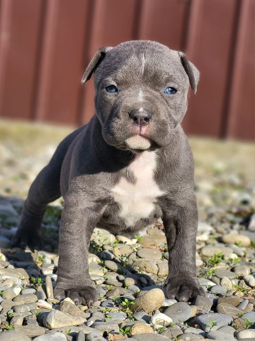 Fetiță Amstaff Blue