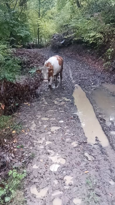 Vaca bălțată românească