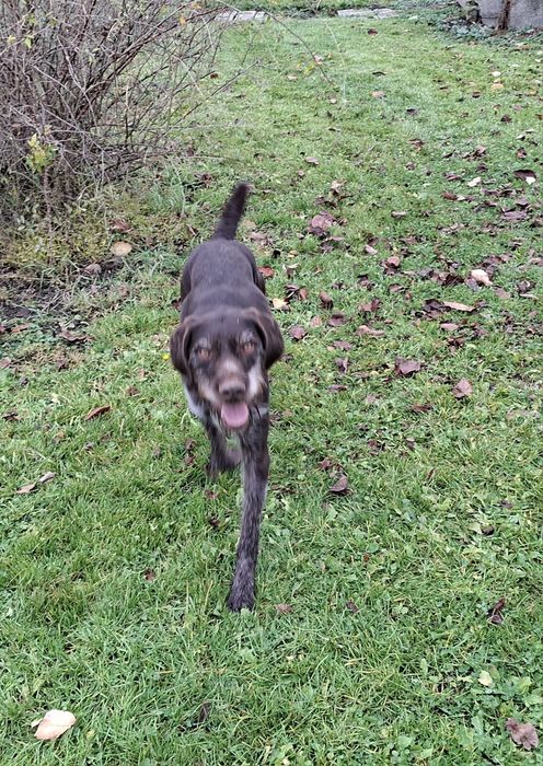 Brac german cu Pedigree