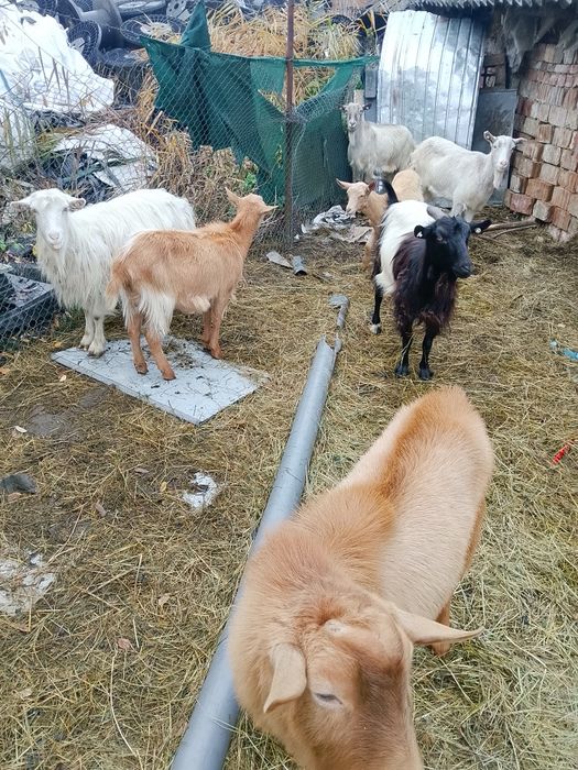 Vind capre bune de lapte