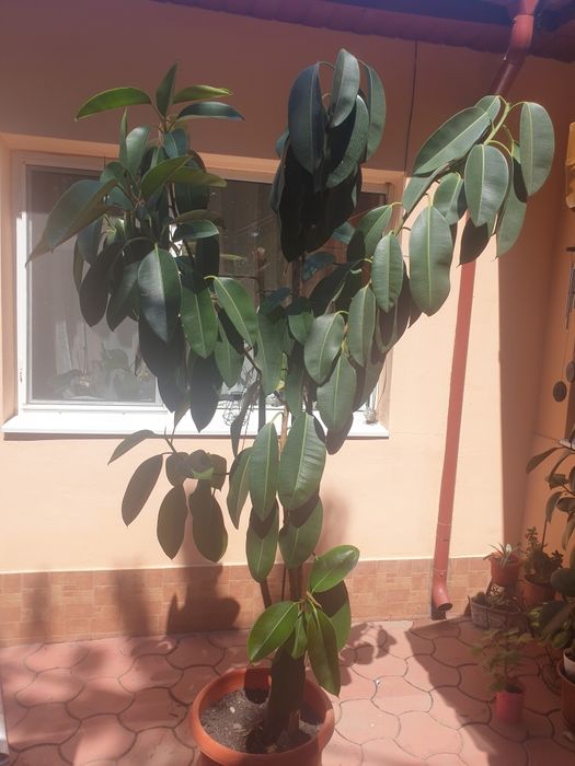 Vand Ficus peste 2 m