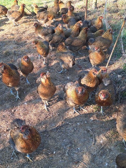 Araucana , femele 2025 !!!