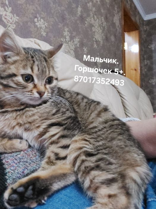 Мальчику нужен дом.