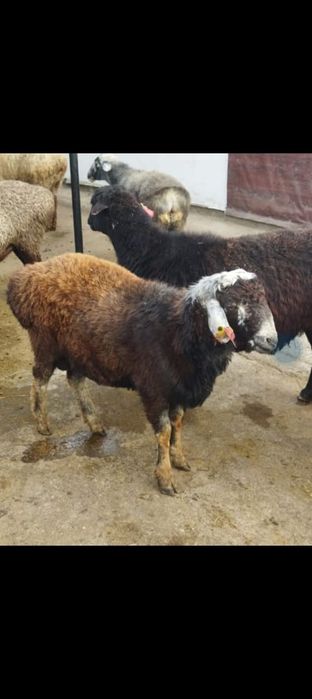 продам токты 65к тг