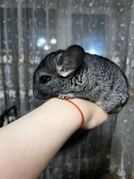 Шиншиллы мальчики