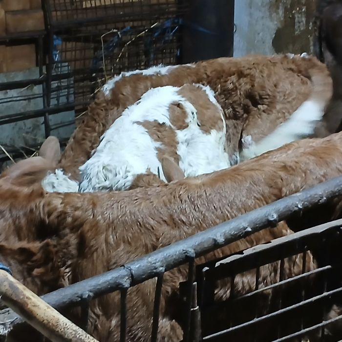 Vitei baltata romaneasca