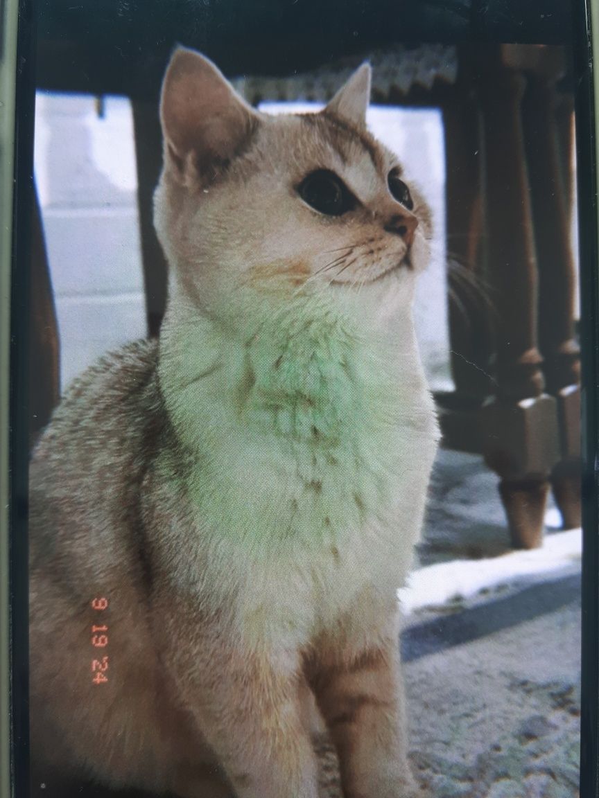 Продам британского кота