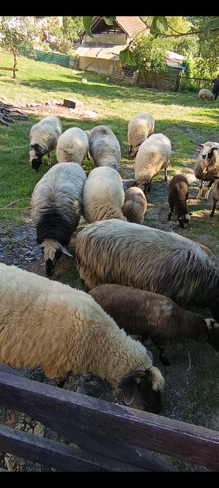 Vand 11 oi si un berbec