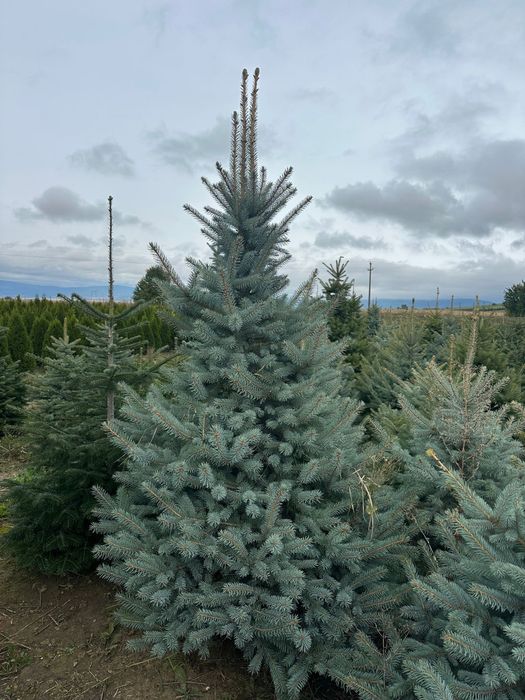 Brazi arginti si verzi