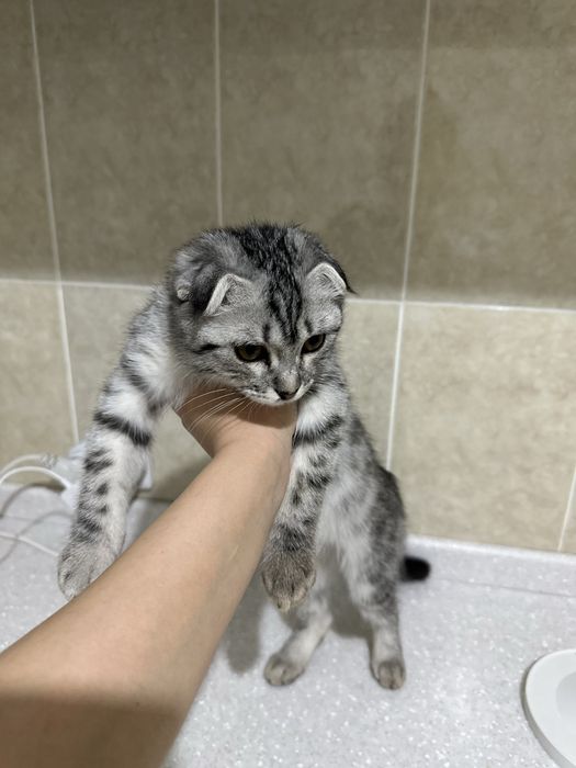 Скотиф фолд девочка