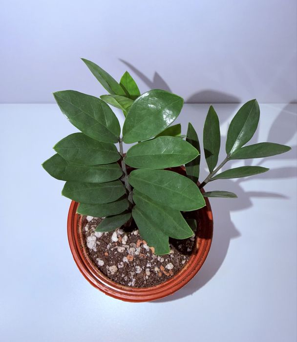 Замиокулькас, комнатные растения, комнатные цветы