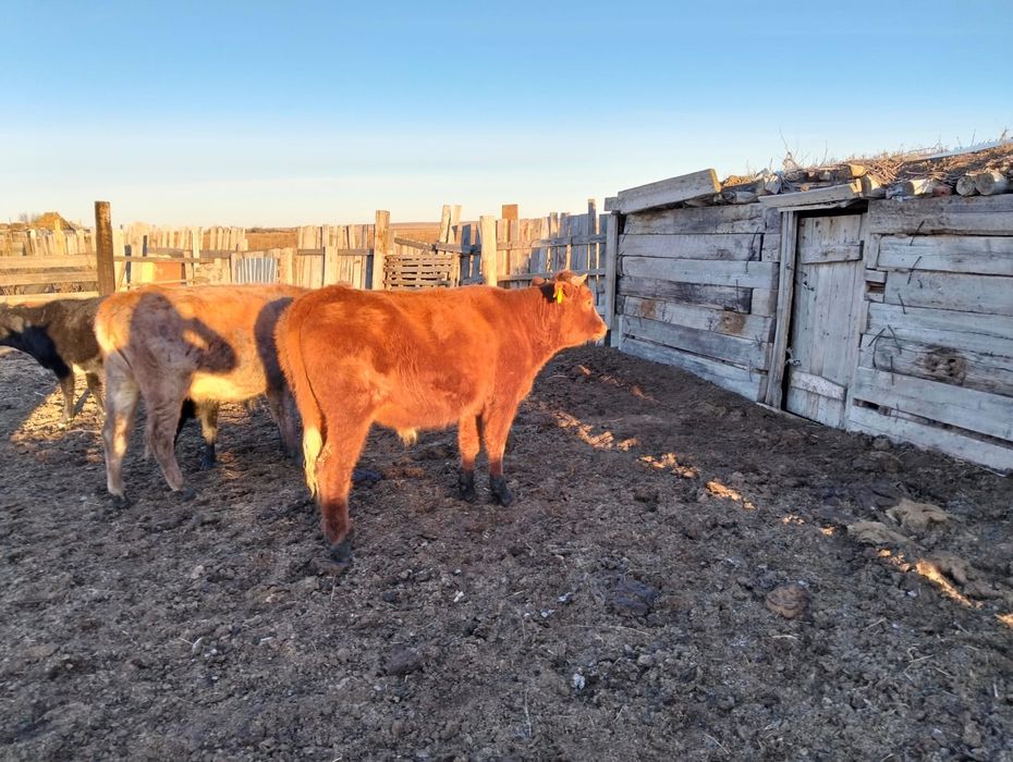 Огиз сатылады семиз